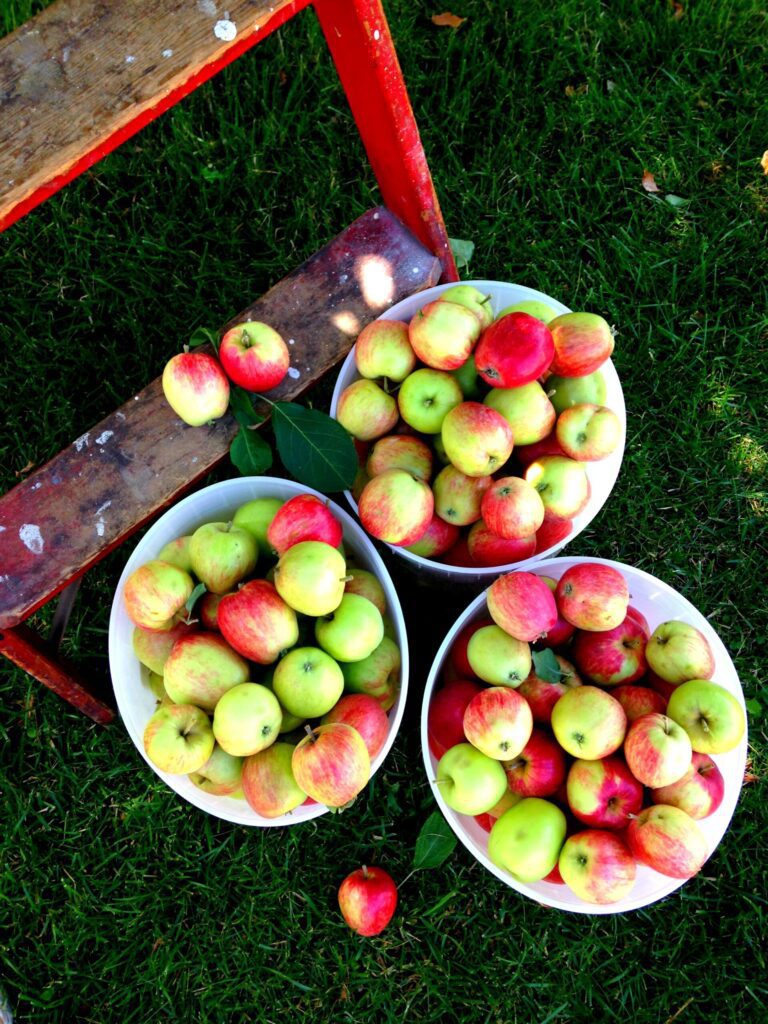 Steam juicing cheap apples