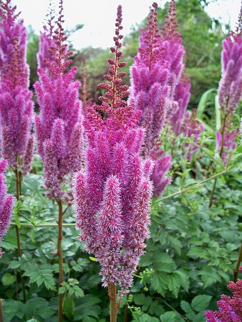 17 Perennial Flowers That Love Shade Shifting Roots