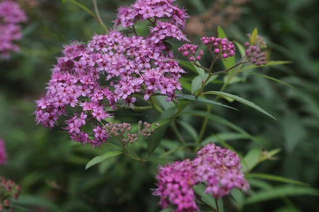 Blooming Flowers -  Canada