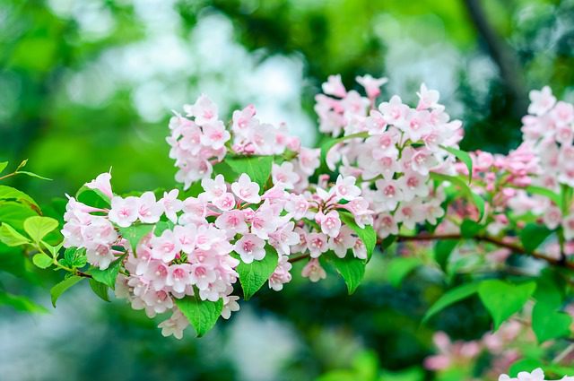 53 Favourite Perennials To Plant In Zone 3 - weigela