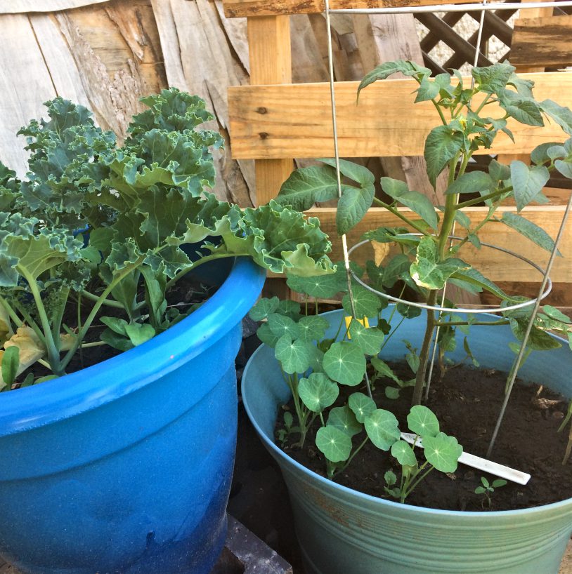 https://www.shiftingroots.com/wp-content/uploads/2018/08/Kale-Tomato-and-Nasturtium-in-a-pot.jpg