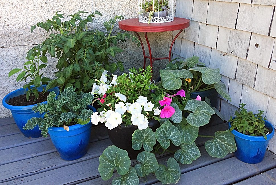 Avoid These 8 Mistakes For A Better Vegetable Container Garden