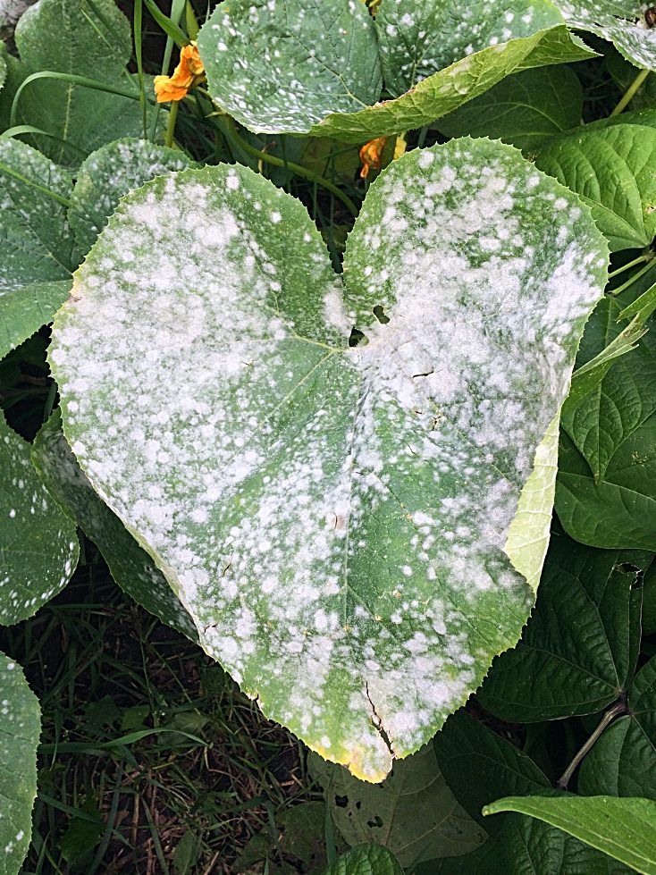 Treat Powdery Mildew Using Homemade And Organic Remedies, 48% OFF