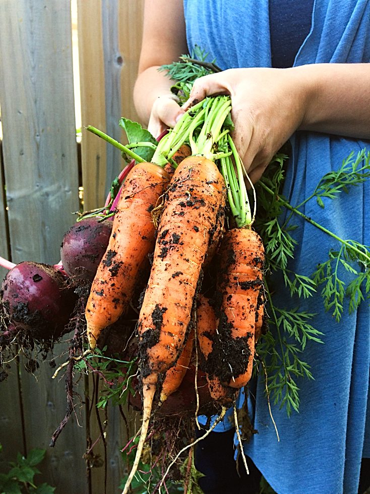 Quick And Easy Ways To Store Your Carrots Until Spring Shifting Roots