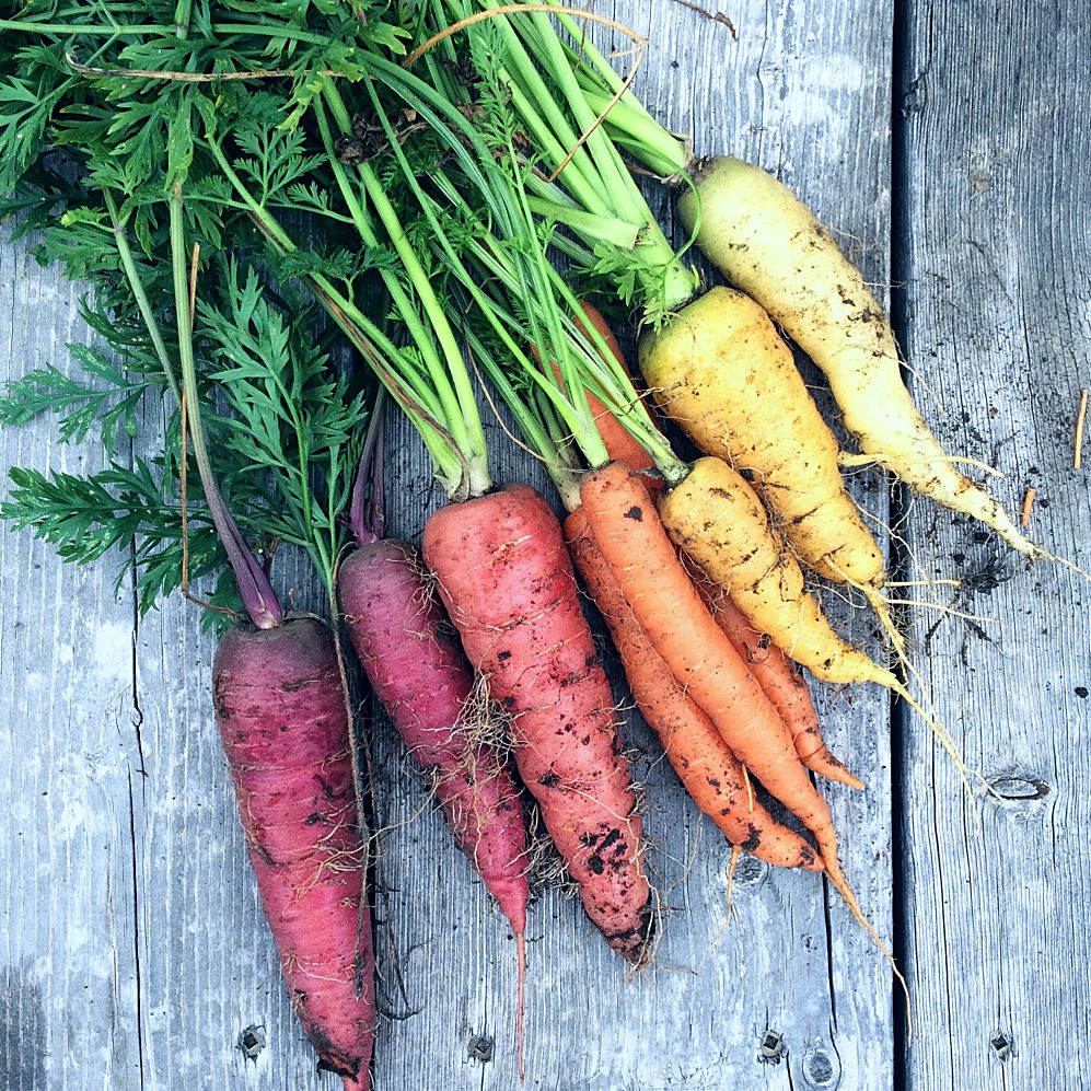 Storage Roots Carrots