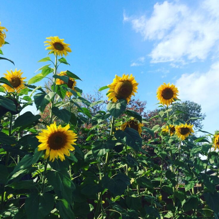 Image for 5 Easy Annual Flowers for Beginner Seed Savers