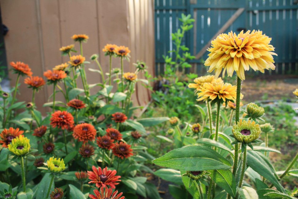 How To Start An Urban Flower Farm On The Cheap