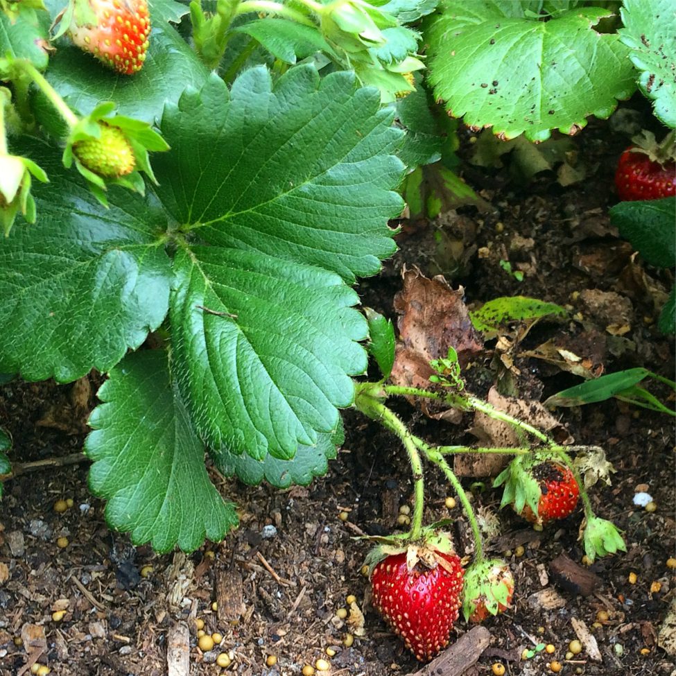 Cover strawberries with straw for the winter