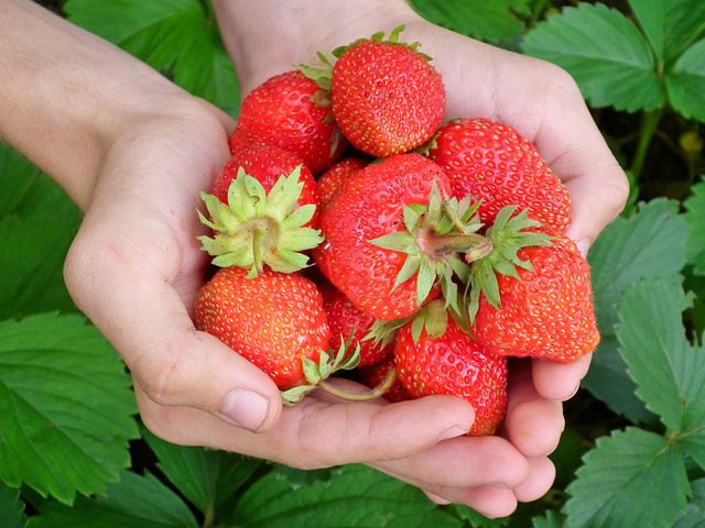 Growing Strawberries, use Straw to protect the fruit. Why we put Straw  around Strawberry plants? 