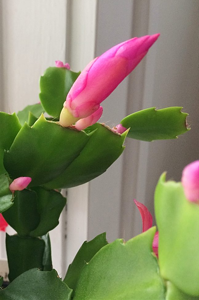 Why Won T My Christmas Cactus Bloom And What To Do About It Shifting Roots