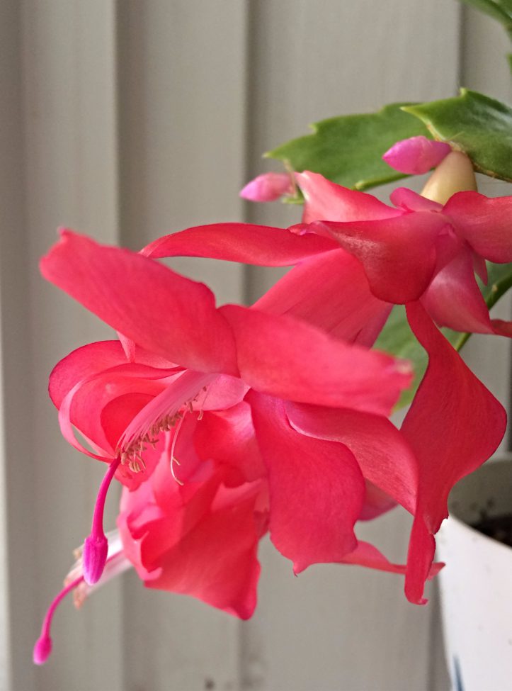 Why Won T My Christmas Cactus Bloom And What To Do About It Shifting Roots