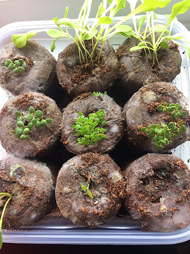 How To Start An Indoor Herb Garden From Seeds