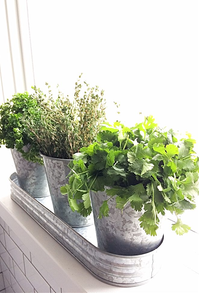 How To Start An Indoor Herb Garden From Seeds