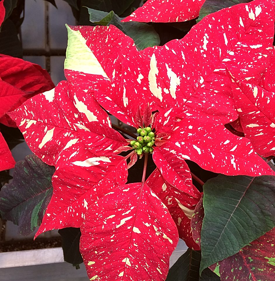 poinsettia plant