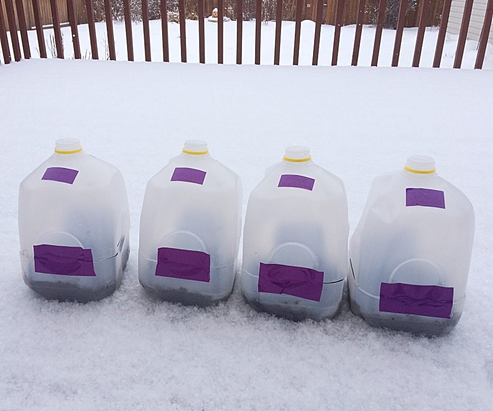 Winter Sowing In Milk Jugs: The Easy Way To Start Seeds - The