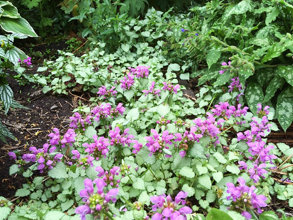 perennial plants for shade