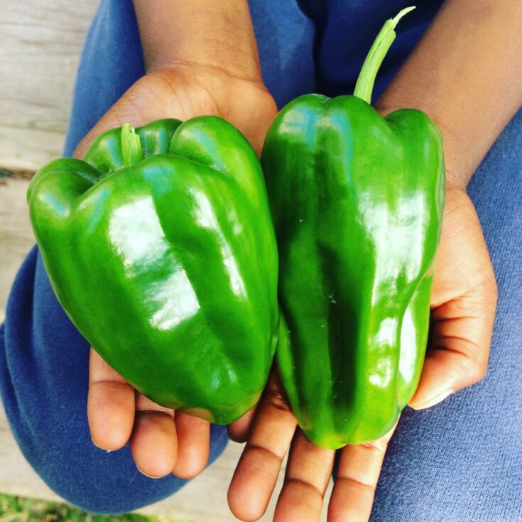 Image for The Best Pepper Varieties for Beginners