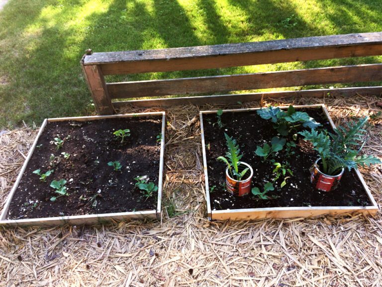 How to Design a Front Yard Raised Bed Vegetable Garden | Shifting Roots