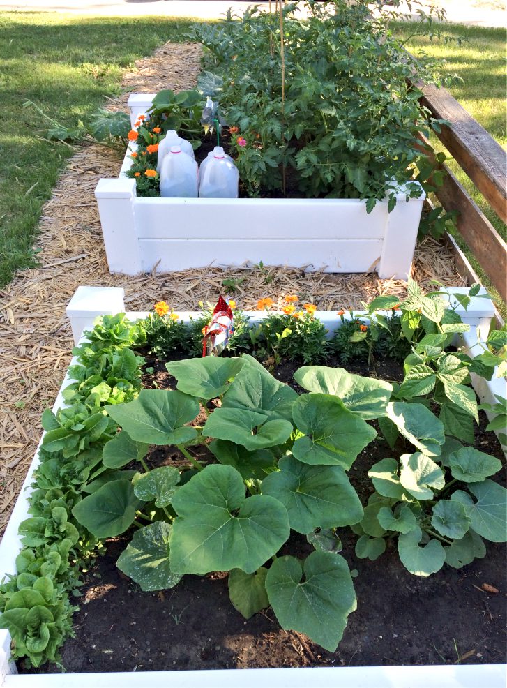 Smart Tips for Low-Maintenance Raised Garden Beds