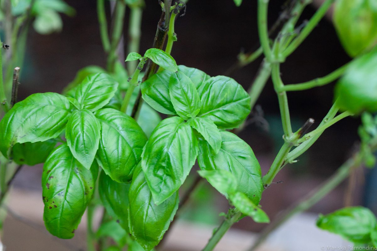 What I ve Learned From My First Mini Herb Garden In Zone 7B Shifting 