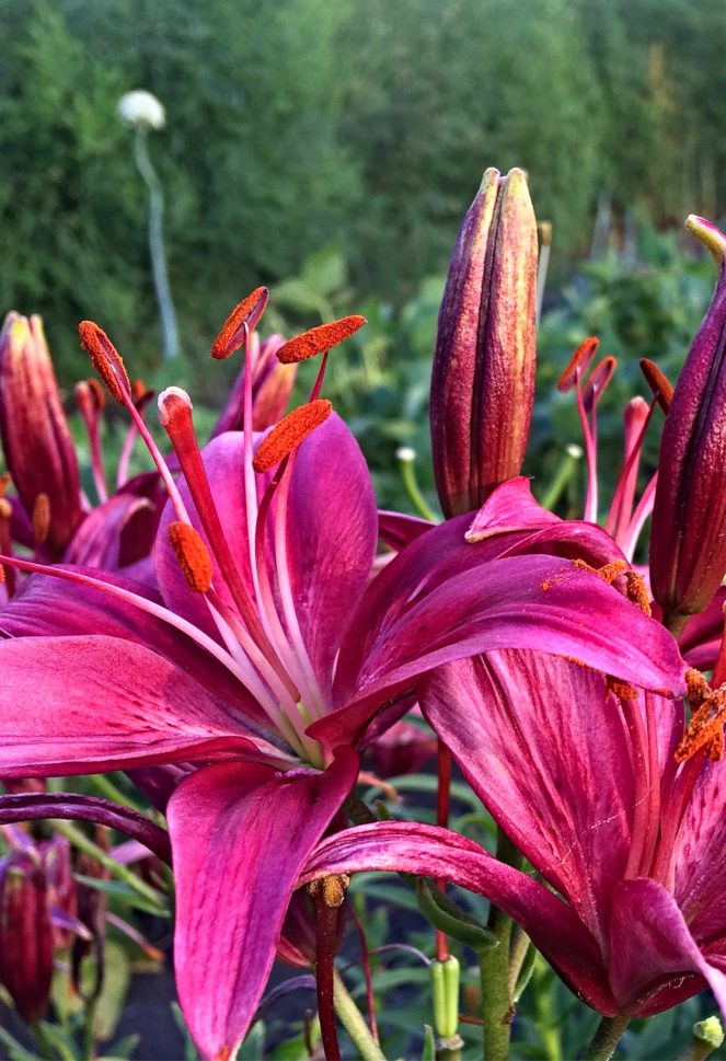 21 Cut Flowers To Grow In Part Shade Shifting Roots