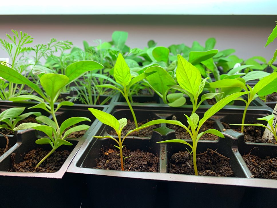 https://www.shiftingroots.com/wp-content/uploads/2019/04/Seedlings-underneath-the-grow-light.jpg