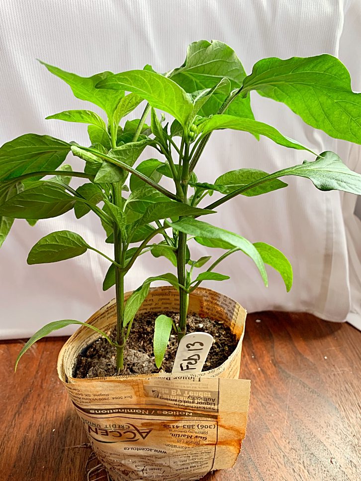 pepper seedlings