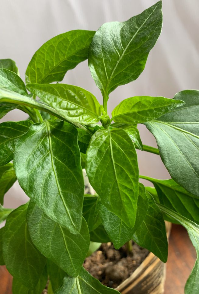 https://www.shiftingroots.com/wp-content/uploads/2019/04/perfect-stronger-pepper-seedlings.jpg