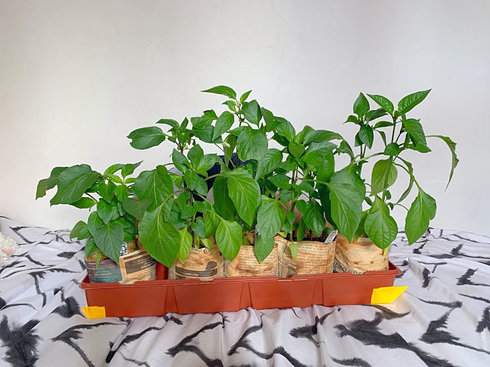 pepper seedlings