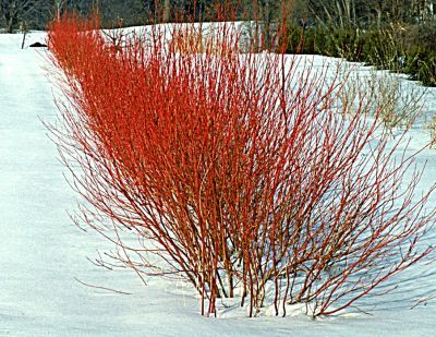 Dogwood for winter interest in a zone 3 landscape on the Canadian prairies.