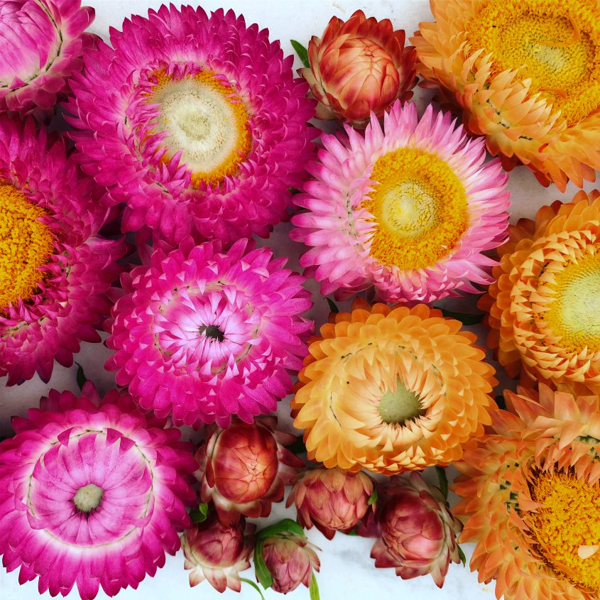 10 Easiest Annual Cut Flowers To Grow From Seed And 2 To Avoid Shifting Roots