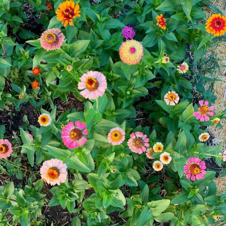 Image for The 3 Easiest Cut Flowers to Save From Seed