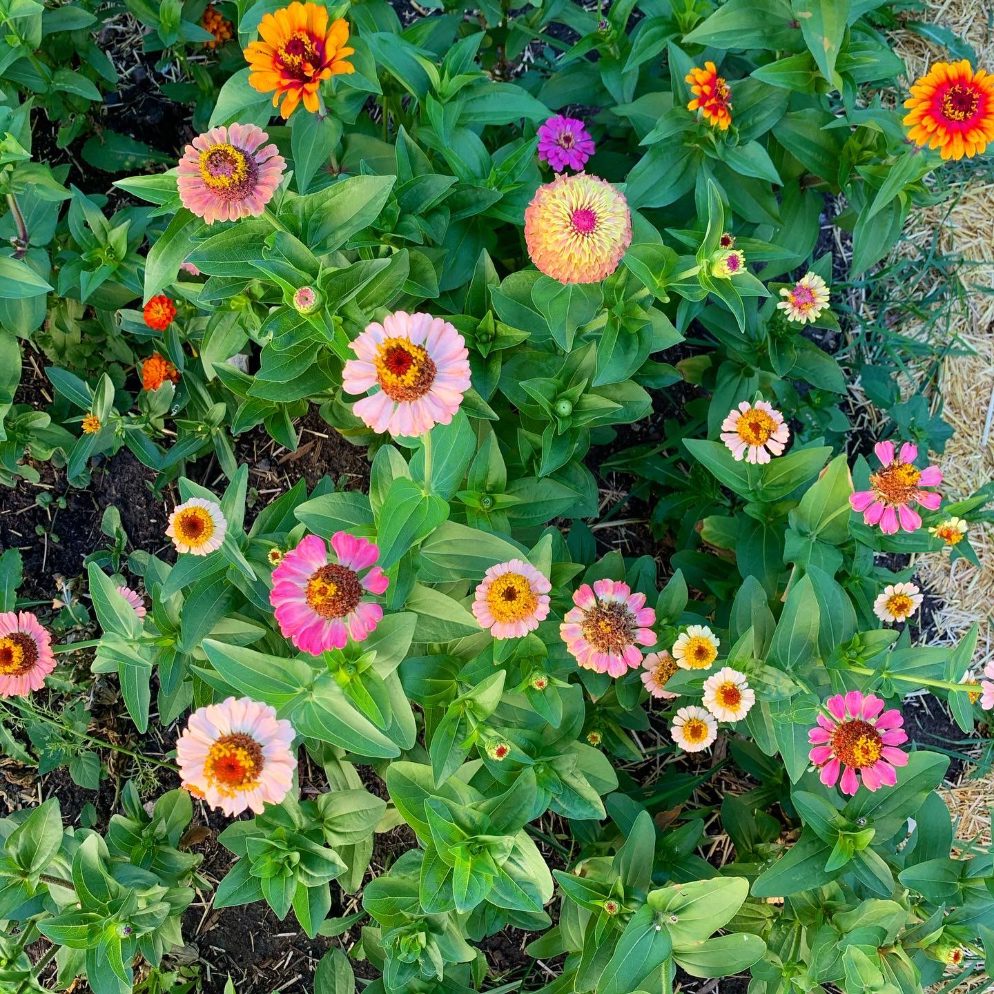 The 3 Easiest Cut Flowers To Save From Seed Shifting Roots