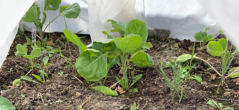 brussel sprout seeds