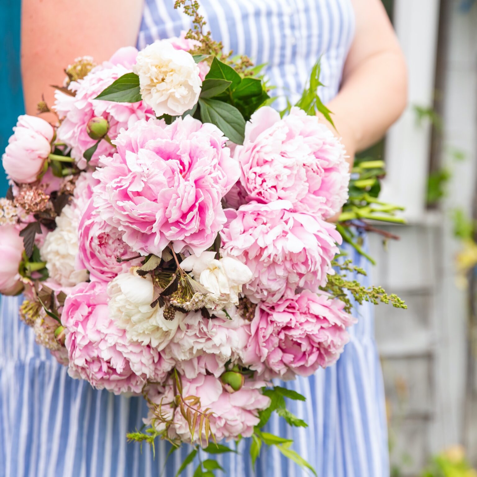 Beginner's Guide to Peonies Growing Tips and Beautiful DIYs Shifting Roots