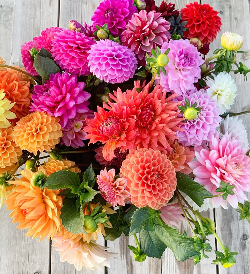 dahlia bouquet