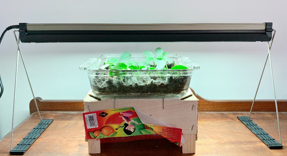 homemade grow lights for seedlings