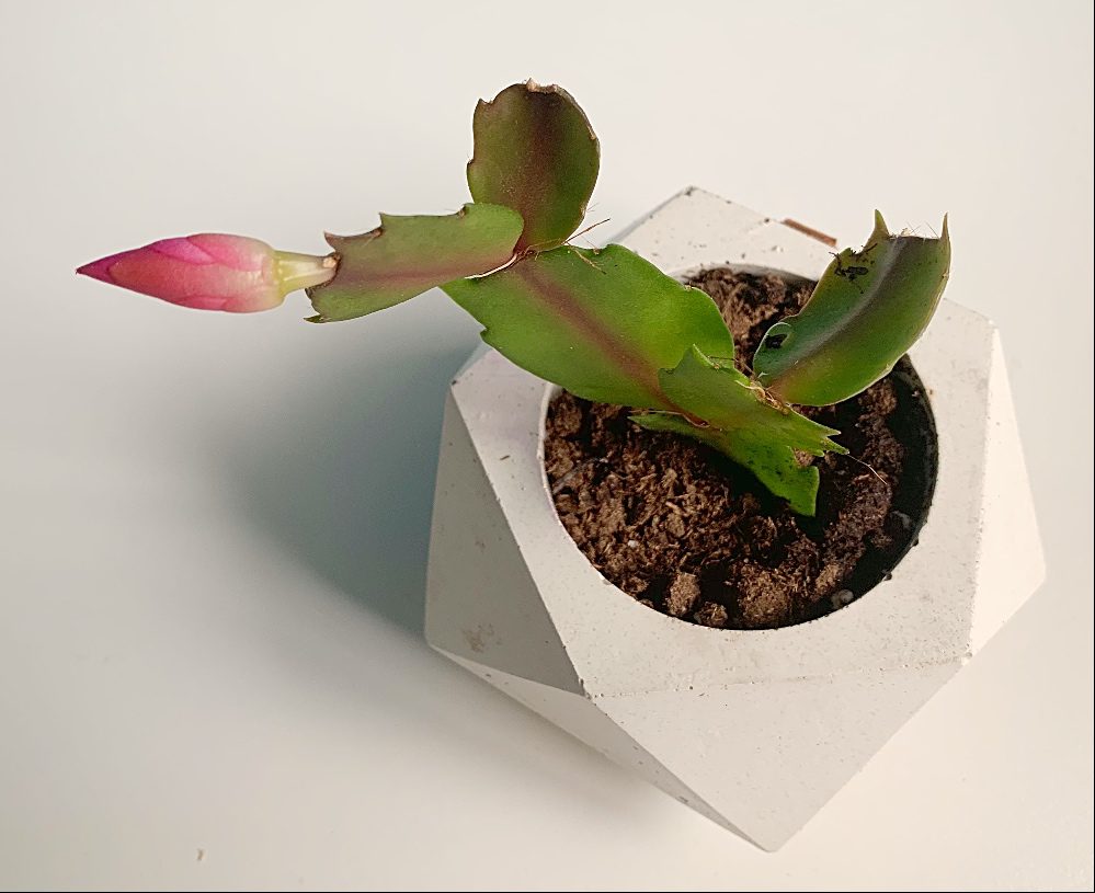 How To Propagate A Christmas Cactus Shifting Roots