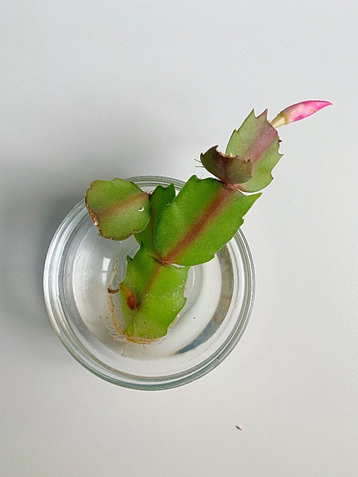 How to Propagate A Christmas Cactus