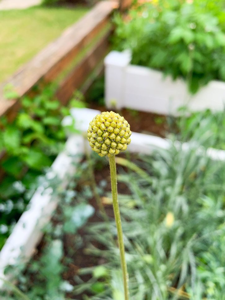 How to Design a Cut Flower Garden in Raised Beds