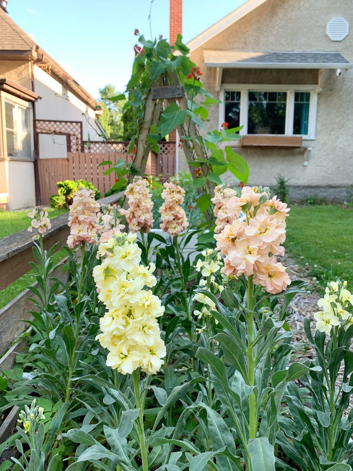 Cut Flowers  Shifting Roots