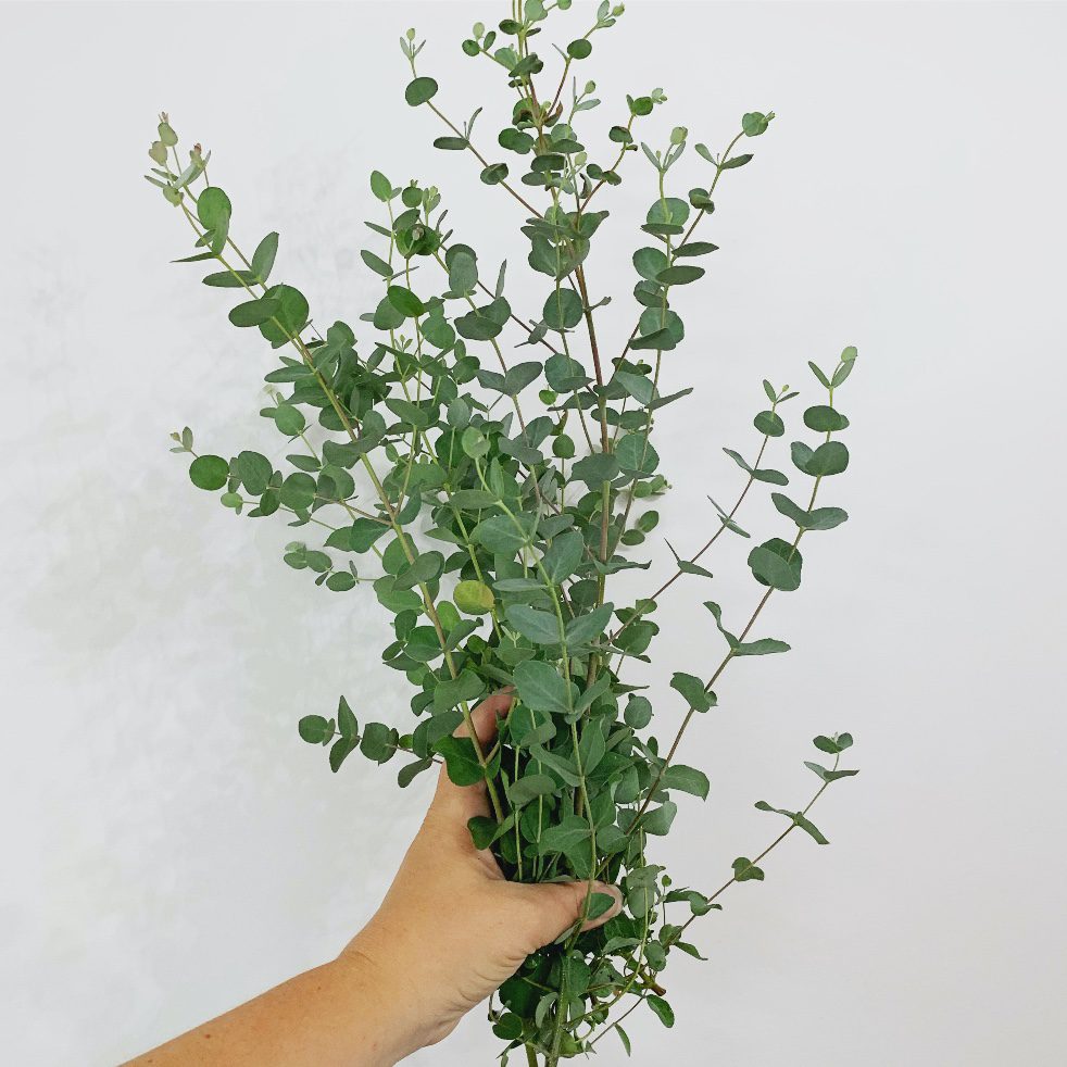 How to Grow Eucalyptus for Cut Flowers (Even in a Short Growing Season