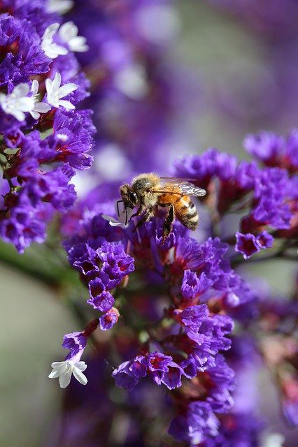 do apple trees attract bees