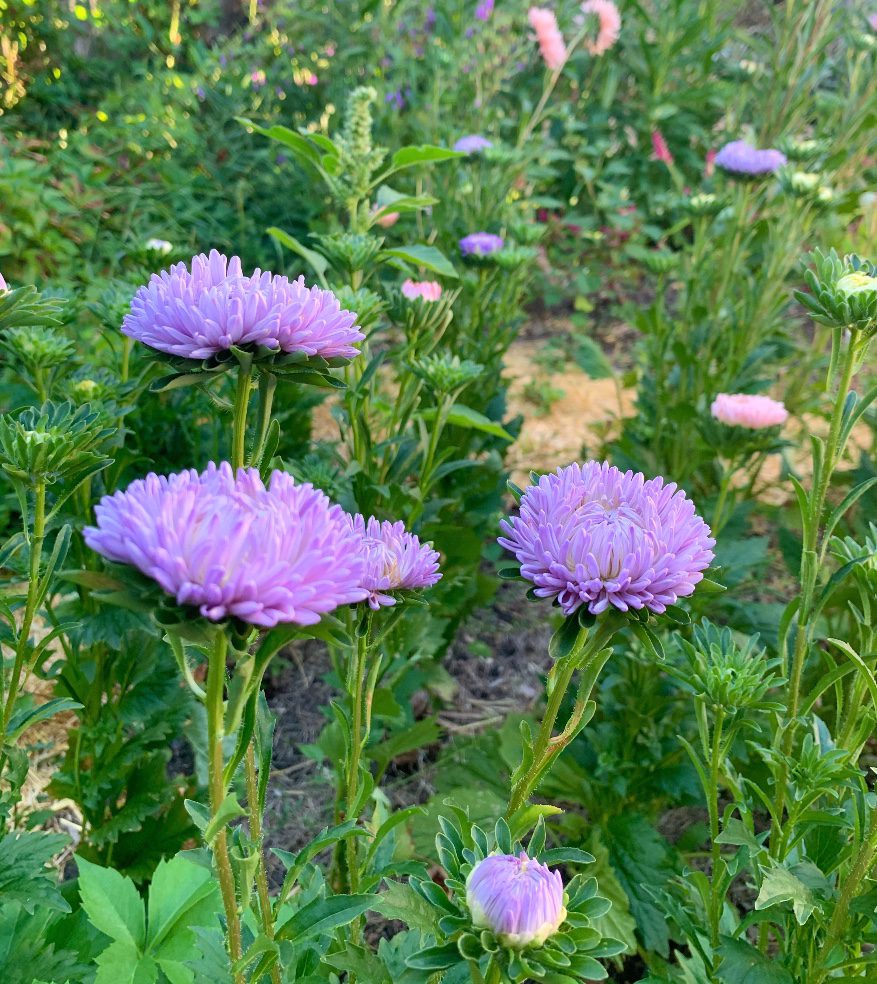 21 Cut Flowers To Grow In Part Shade Shifting Roots