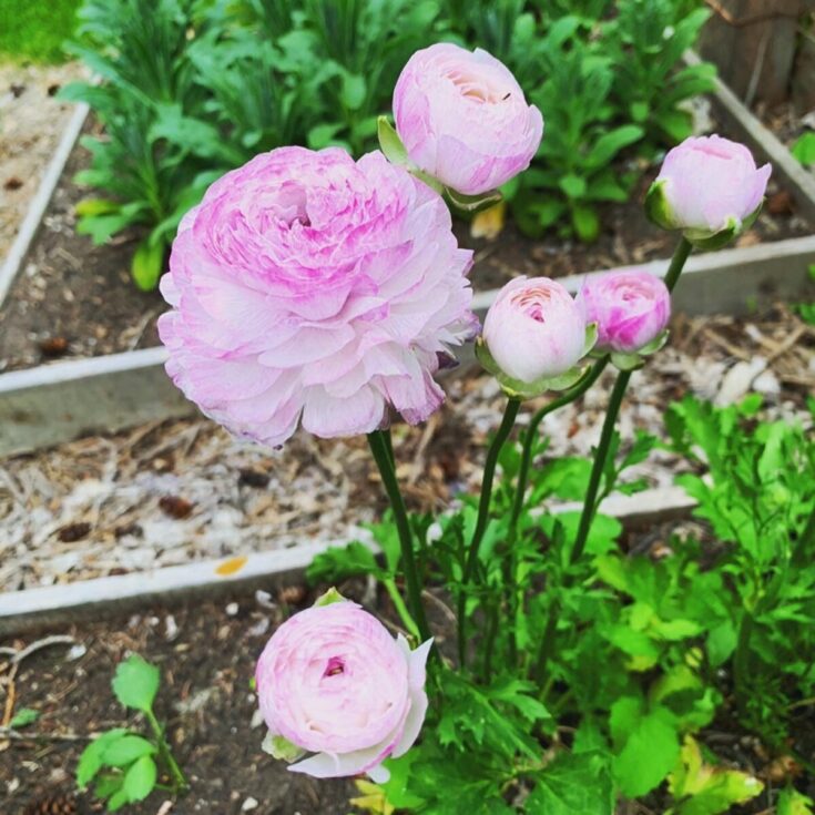 pink and white ranunculus flowers
