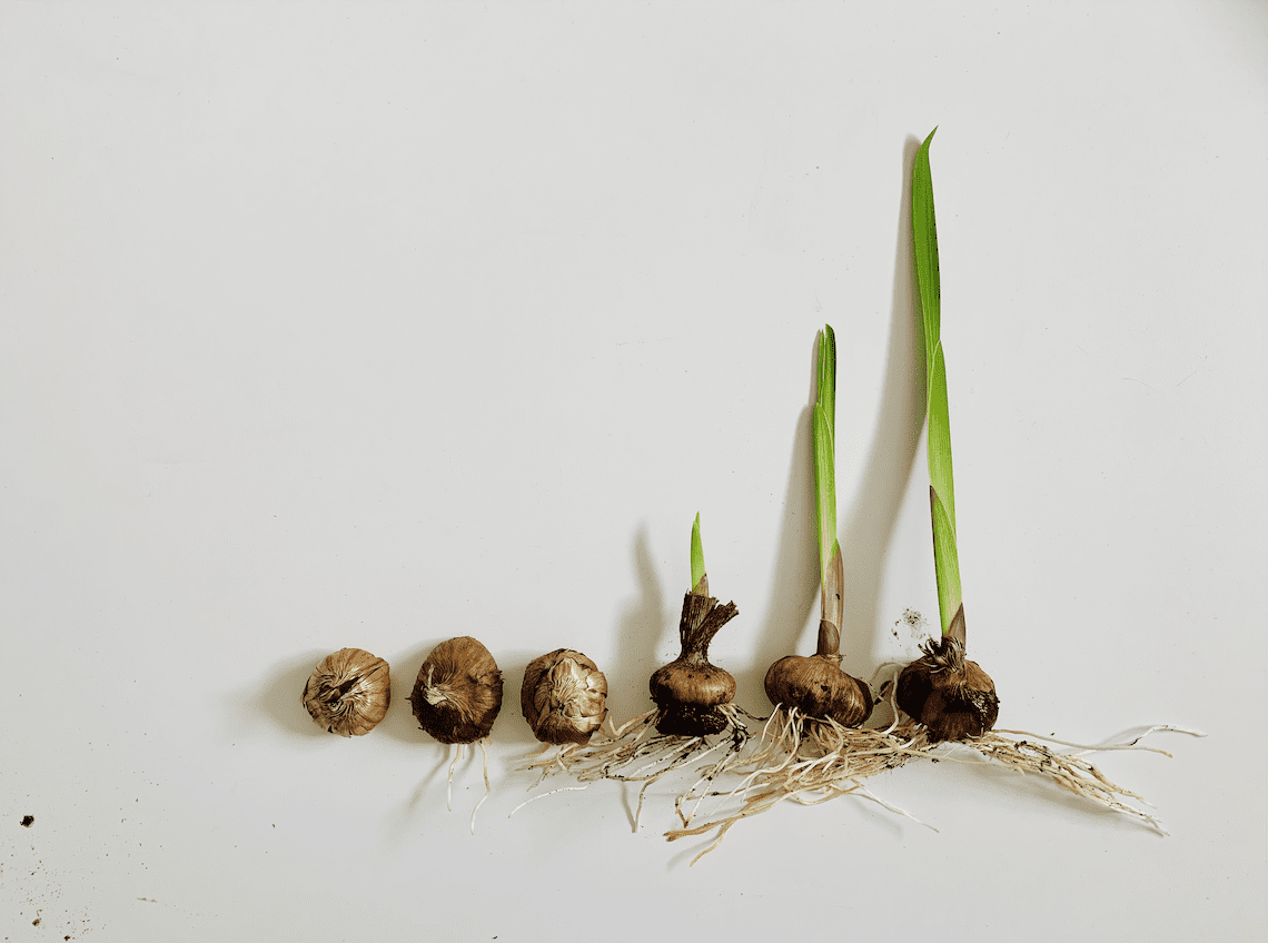 how-to-start-gladiolus-bulbs-indoors-shifting-roots