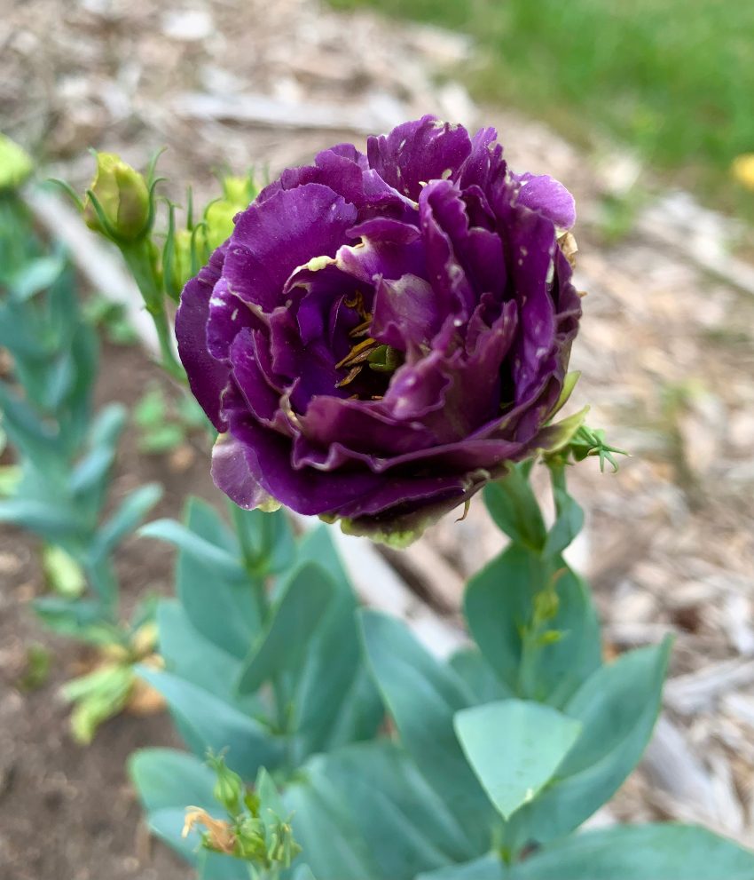 Lisianthus Seeds