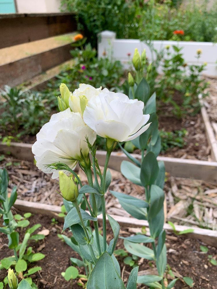 Lisianthus seeds on sale