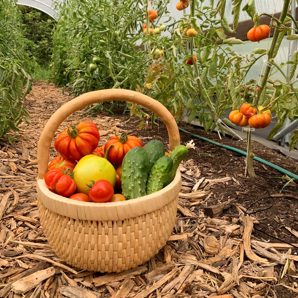 The Top Ten Garden Vegetables and Fruits for Beginners - Platt