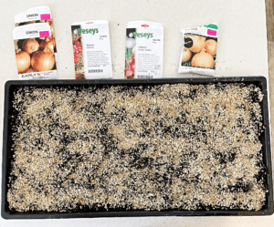 How to Grow Onions from Seed So Big You Can Brag About Them Shifting